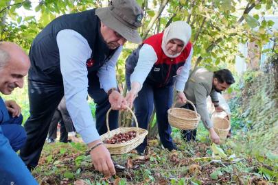 2024’te 794 ton kestane üretimi gerçekleşti