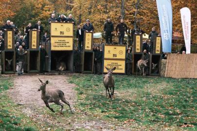 7 kızıl geyik doğaya salındı, GPS ile adım adım takip edilecek