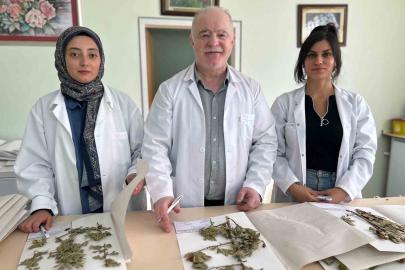 90 bin bitki örneğiyle bilimsel bir hazine: VANF Herbaryumu