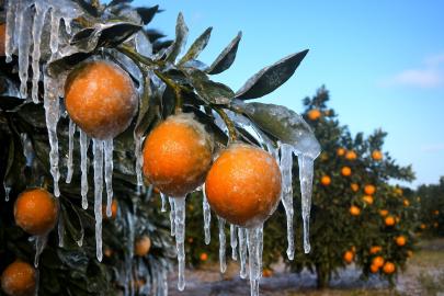 Adana’da üreticilere 717 milyon TL zirai don ödemesi