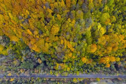 Ağaç tünel yol Safranbolu ve Amasra arasında köprü oluşturuyor