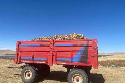 Ağrı’da şeker pancarı hasadı devam ediyor