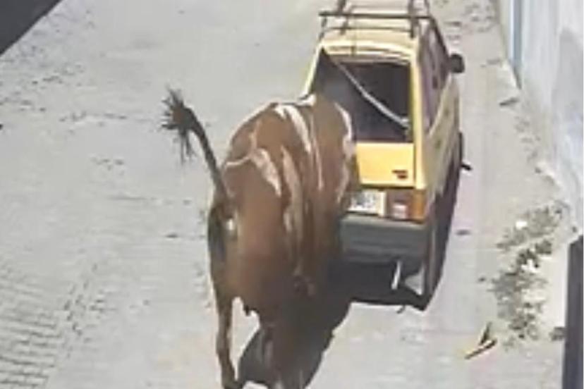 Ahırdan kaçan kızgın boğa, hırsını otomobilden çıkarttı