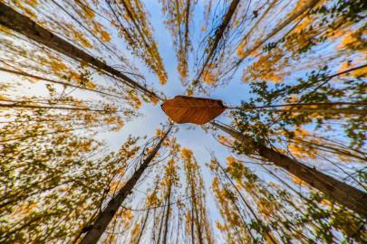 Altın ve kızılın dansı: Erzincan’ın dağları sonbahar güzelliğiyle büyülüyor