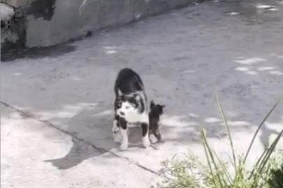 Anne kedinin çukur başındaki nöbeti duygulandırdı