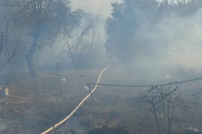 Antakya’da zeytinlik alanda yangın