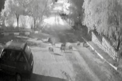 Antalya’da domuz sürüsü gece yarısı köye indi: O anlar kameraya yansıdı