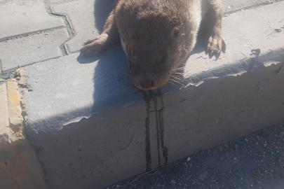 Aracın çarptığı su samuru telef oldu