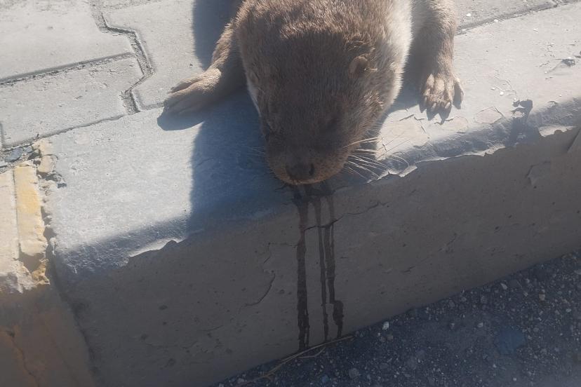 Aracın çarptığı su samuru telef oldu