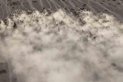 Arazide ilerleyen koyun ve kuzuların toz bulutlarıyla görüntüsü görsel şölen sundu