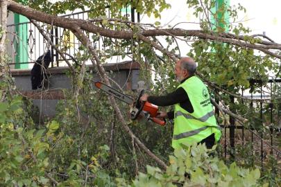 Ardahan Belediyesi’nin ağaç budama çalışmaları devam ediyor