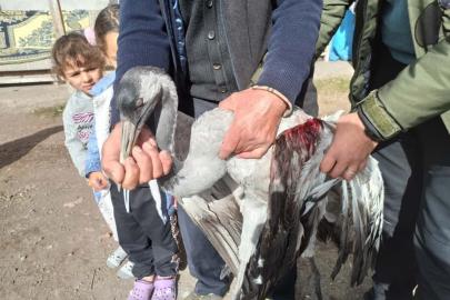 Ardahan’da yaralı bulunan turna tedaviye alındı