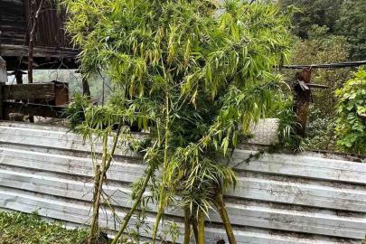 Artvin’de uyuşturucu operasyonu: 5 gözaltı