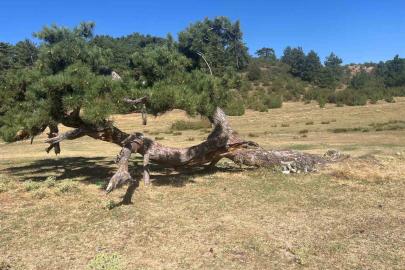 Asırlık çamın yaşam mücadelesi