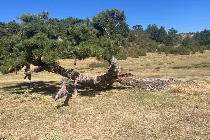 Asırlık çamın yaşam mücadelesi