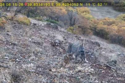 Avlanan vaşak ve yavruları fotokapana takıldı