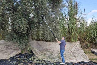 Aydın’da yağışların ardından zeytin hasadı başladı