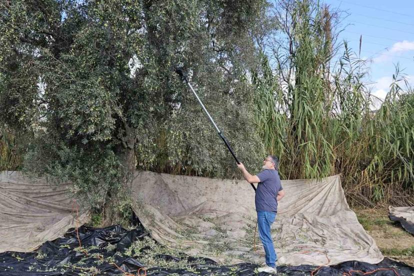 Aydın’da yağışların ardından zeytin hasadı başladı