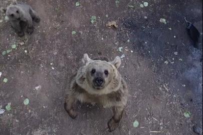 Ayıların dronla karşılaşması izleyenlere keyifli anlar yaşattı