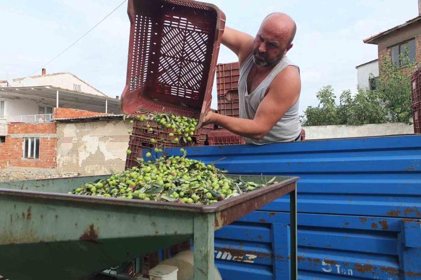 Balıkesir’de elekler kuruldu yeşil zeytin hasadı başladı