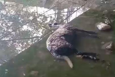 Başıboş köpekler koyunları telef etti