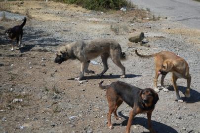 Başıboş köpekler yaban hayatı ve trafik güvenliğini tehdit ediyor