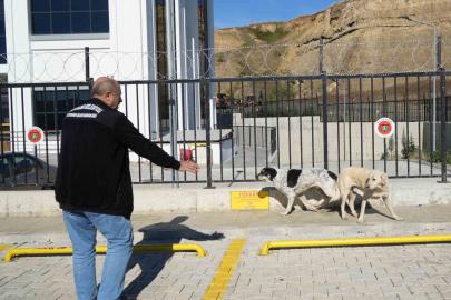 Başıboş sokak köpekleri toplanarak barınağa götürüldü