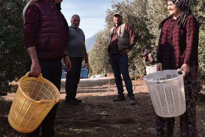Başkan Öküzcüoğlu çiftçilerle birlikte zeytin hasadı yaptı