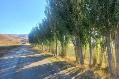 Bayburtlu vatandaştan DSİ’ye tepki: "Hiçbir gerekçe göstermeden fidanlarımızı katletmek istiyorlar"