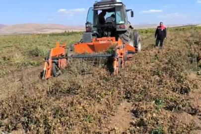Bayburt’ta beyaz fasulye üretimi 3 bin dekara ulaştı