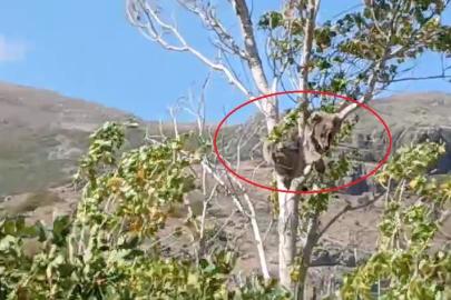 Bayburt’ta bir köyü alarma geçirmişti: Köpeklerden kaçan yavru ayı bu kez ağaç üstünde görüldü