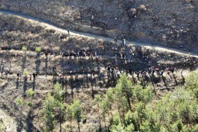 Bayburt’ta minik eller ‘Yeşil Vatan’ için fidan dikti