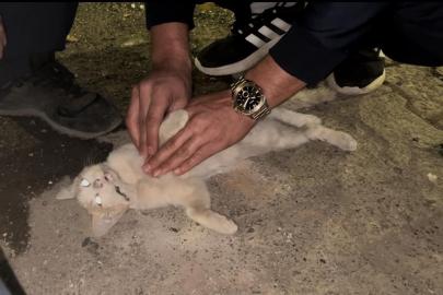 Bingöl’de itfaiye personelinden kediyi kurtarmak için kalp masajı