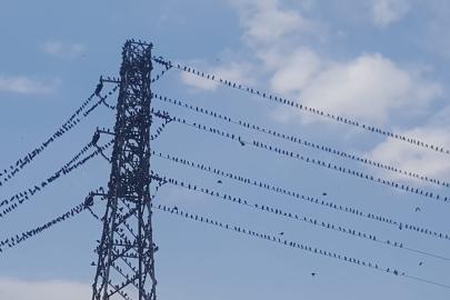 Binlerce kırlangıç telleri doldurdu