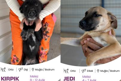 Bodrum Belediyesi Yuvalandırma Platformu hayata geçti