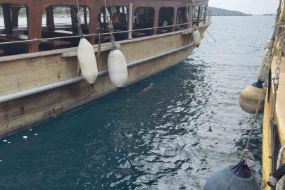 Bodrum’da iskelede fok sürprizi