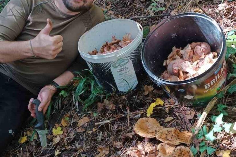 Bolu ormanlarında mantar bereketi: 25 kilo kanlıca topladı