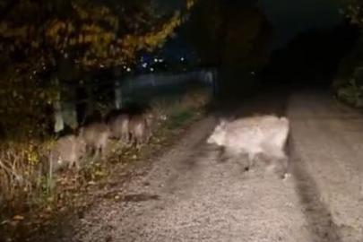 Bolu’da aç kalan domuz sürüsü yola indi