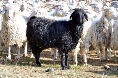 Bolu’da tiftik keçisine 3 milyon liralık destek