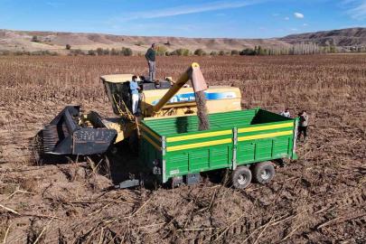Boynunu eğen günebakanlar, üreticinin yüzünü güldürdü