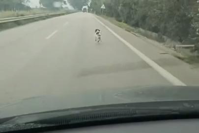 Bursa’da yağmura aldırış etmeden koşan köpek yürekleri burktu