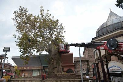 Bursa’nın asırlık çınarı koruma altına alındı