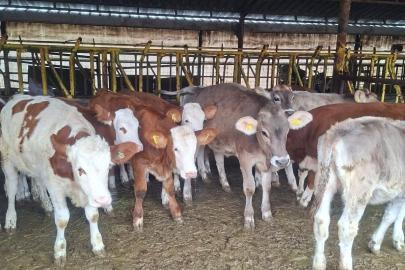 Buzağılara brusella aşısı uygulandı