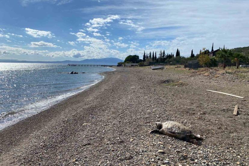 Çanakkale’de sahile ölü caretta carettalar vurdu