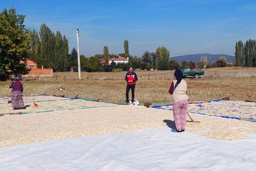 Çavdarhisar Ağarı köyünde çerezlik kabak hasadı başladı