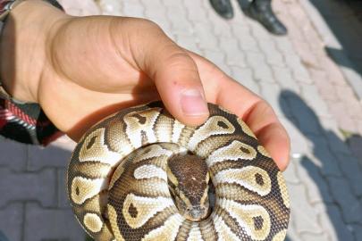 Cebinden yavru piton yılanı çıktı