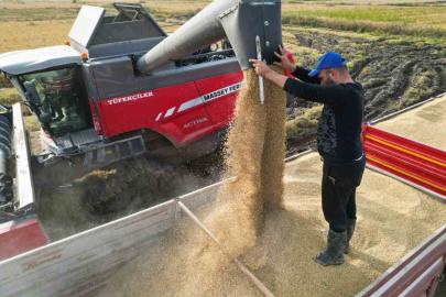 Çeltik hasadı başladı