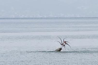 Çeşme sahilinde fokun ahtapot avı