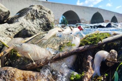 Ceyhan Nehri’ndeki kirlilik balıkları telef etti
