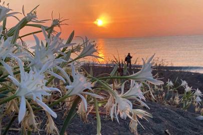 Cezası 2 milyon 800 bin TL’ye kadar çıkıyor: Akdeniz’in güzelliği kum zambakları koruma altına alındı